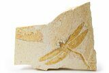 Detailed Fossil Dragonfly - Solnhofen Limestone #301889-1